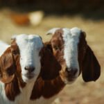 Qurbani 2025